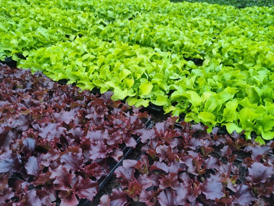 Sadzonki warzyw rozsada sałata pomidory ogórki cebula pory pietruszka selery