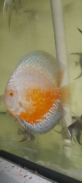 Paletka Pigeon Red white  14cm samiec . Wysyłka