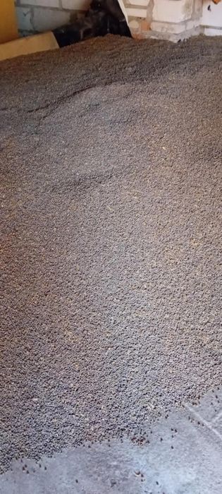 Sprzedam łubin regent