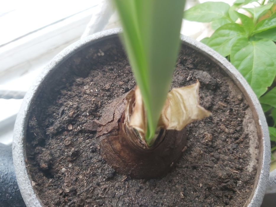 Амариліс цибулини