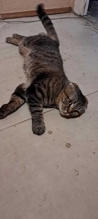 Віддам котика у добрі руки