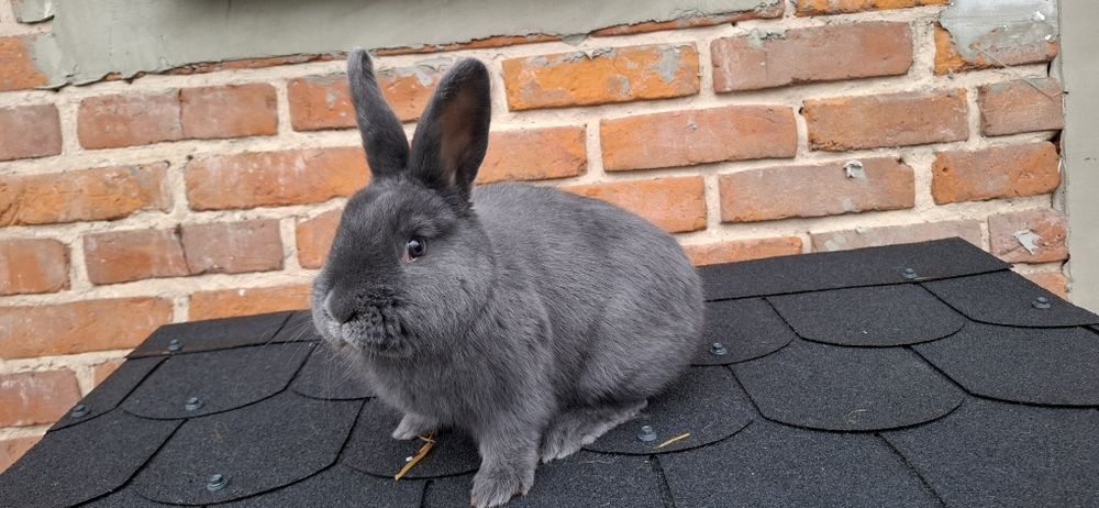 Wiedeński niebieski