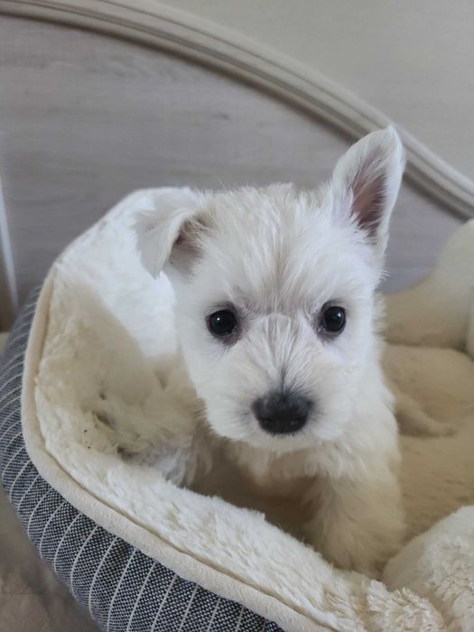 Вест Хайленд Уайт Тер'єр/West Highland White Terrier