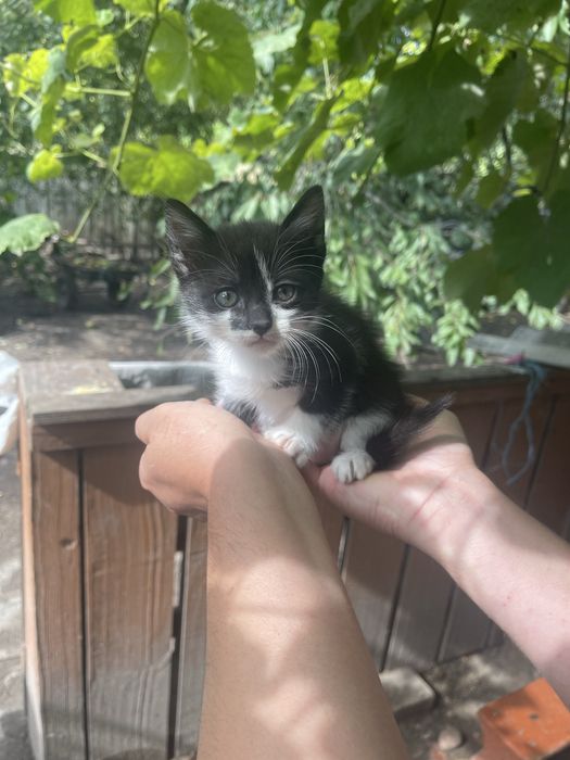 Кіцьки в добрі руки, безкоштовно.