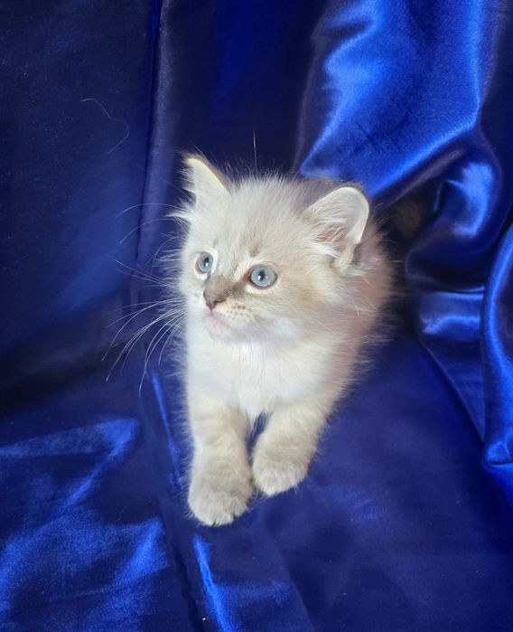 Kotka syberyjska neva masquerade