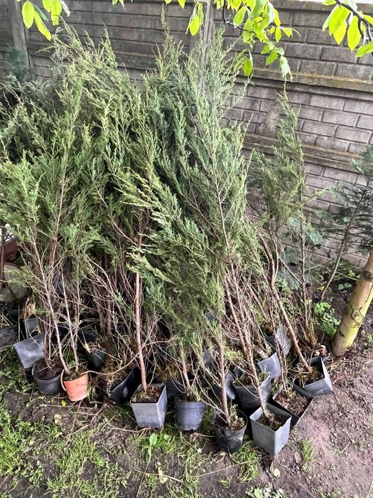 Wyprzedaż jałowców skyrocket w donicach