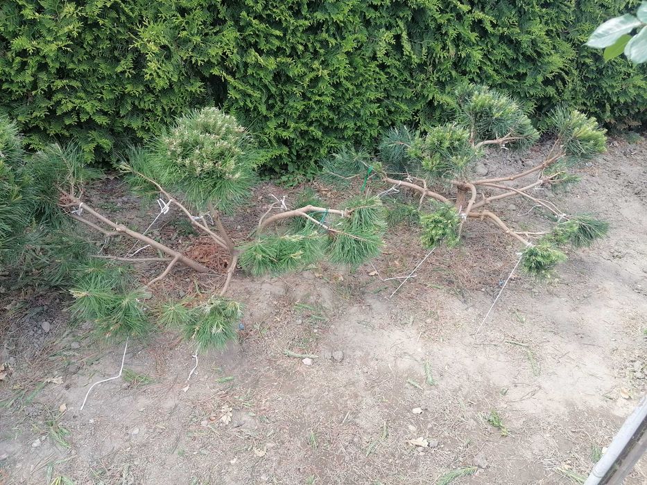 Krzewy - Bonsai.