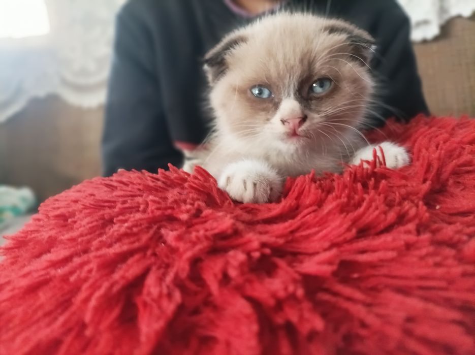 Продам весловухого котенка