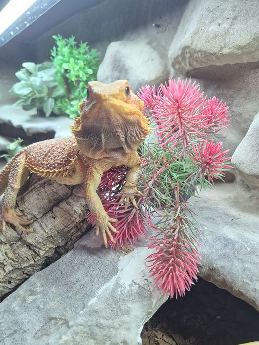 Sprzedam agama brodate