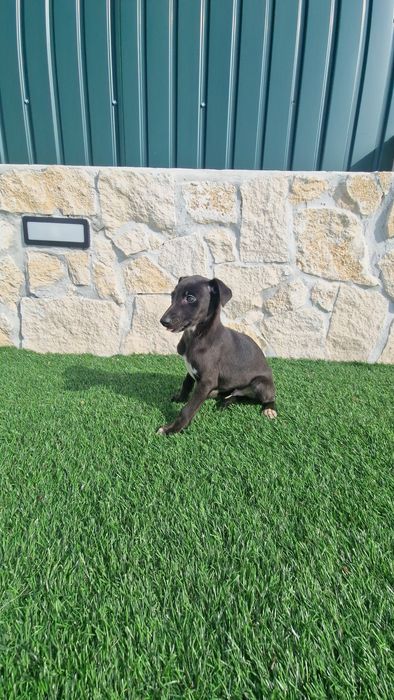 Whippet Preto Macho com Lop