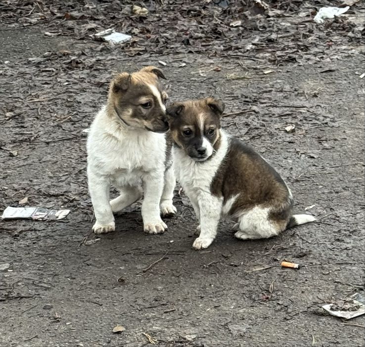 Отдам щенков в хорошие руки