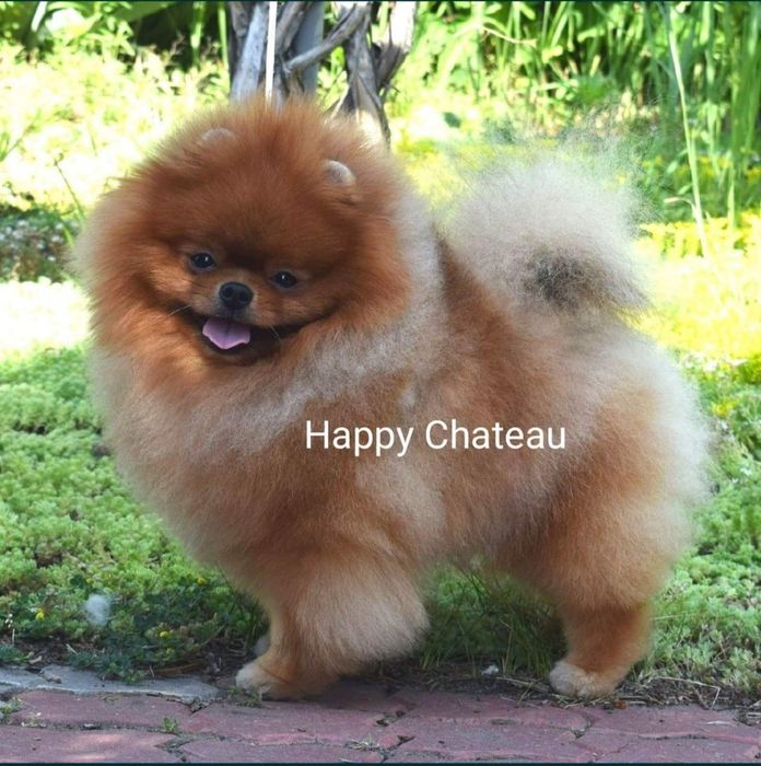 Предлагается шпиц вязка