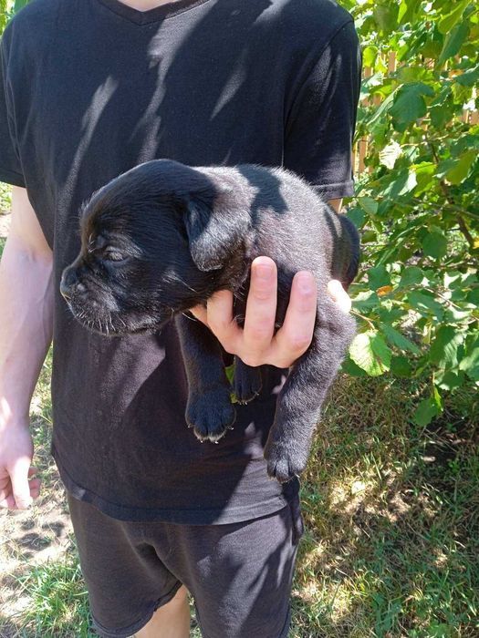 Кане Корсо цуценята