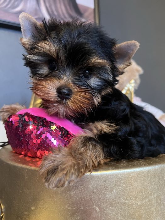 Yorkshire Terrier