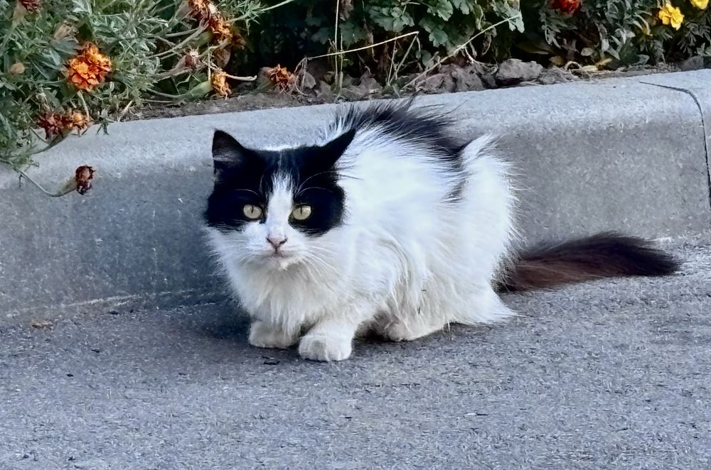 Котики Руся і Білочка