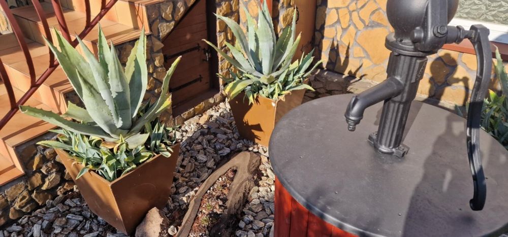 Duża Agawa Amerykańska