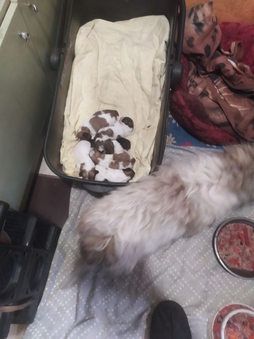 Щеночки бело золотого ши тцу