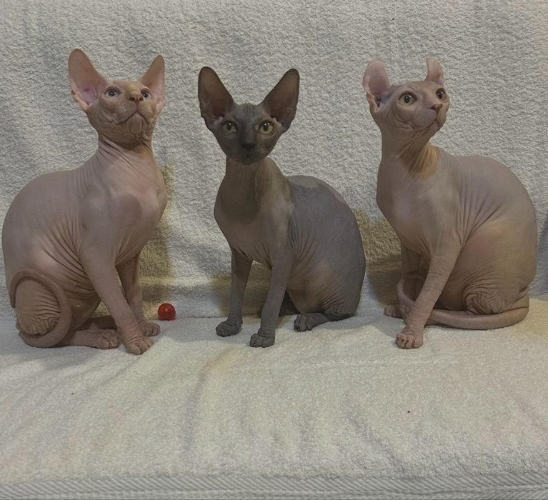 Кошеня Ельфійський сфінкс