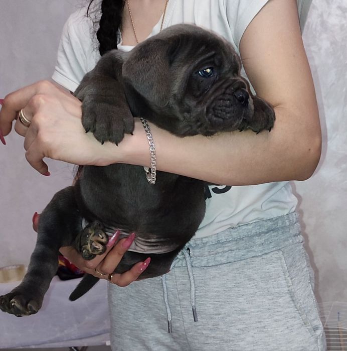 Сірий красень кане корсо,,Марф,,