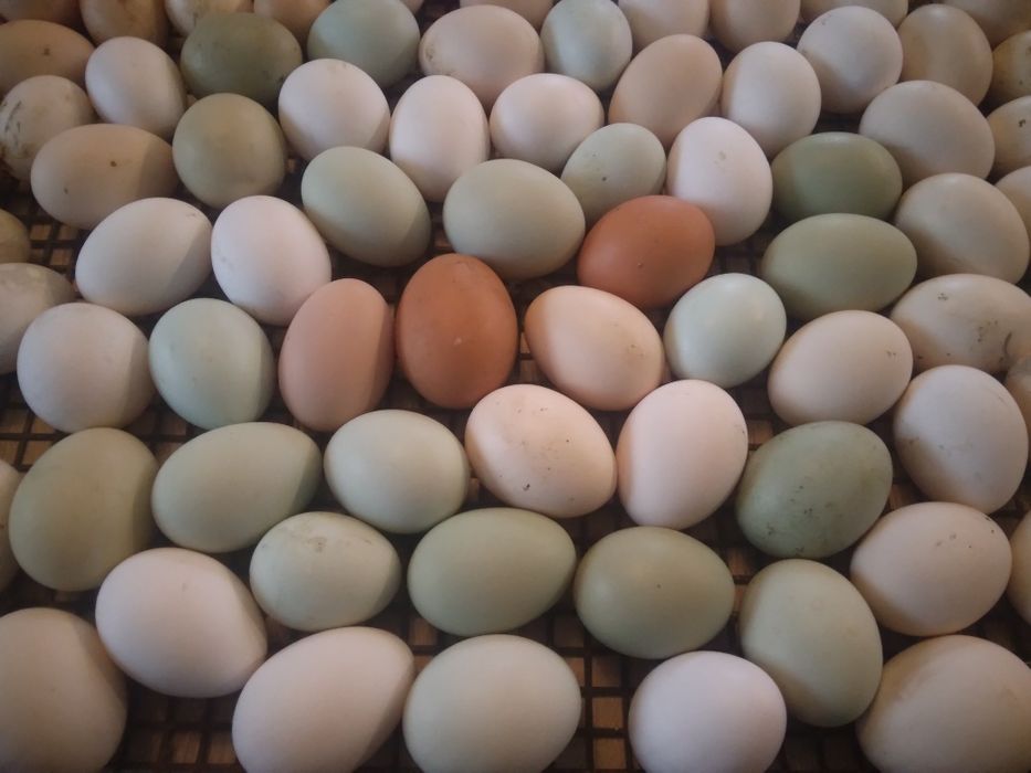 Nioski jajka lęgowe wysyłka