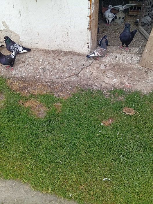 Sprzedam Gołebie Ozdobne