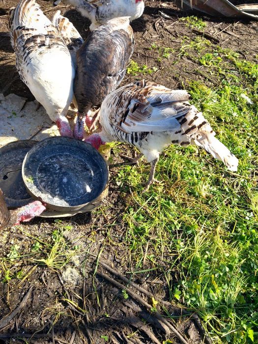 Vendo Perus e Peruas preço na descrição