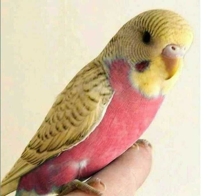 Vendo gaiolas artesanais feitas a mão