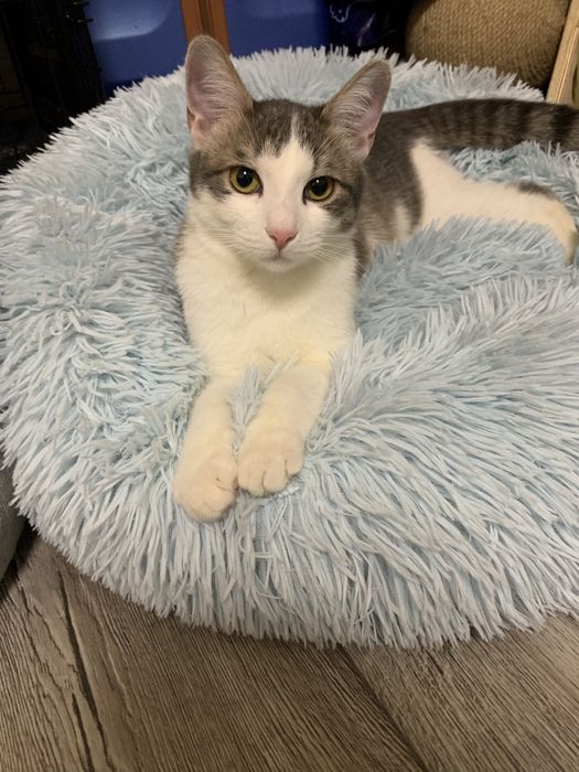 Кошеня шукає дім