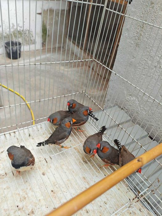 Mandarins Gigantes