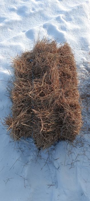 Продам сіно в тюках 60-75 грн тюк с. Соснівка