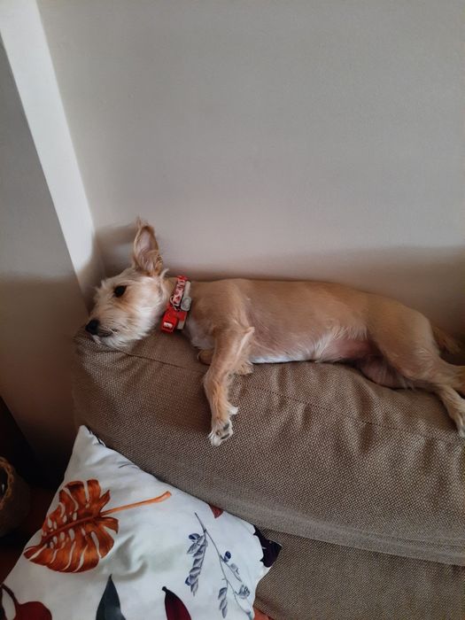 Camisola SL Benfica 24/25