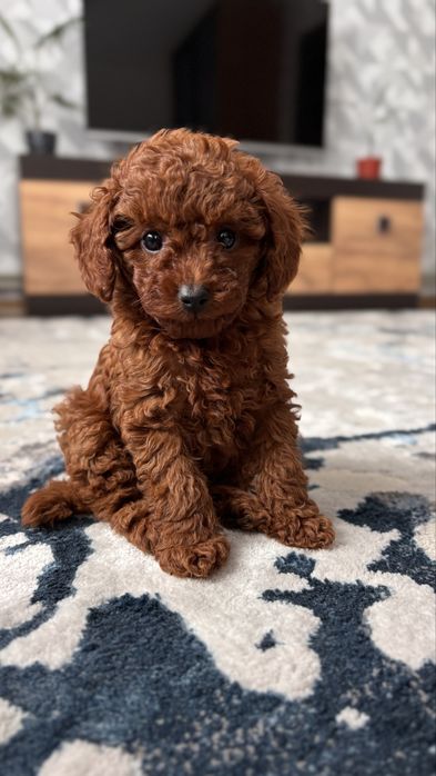 Вязка той пудель Китай