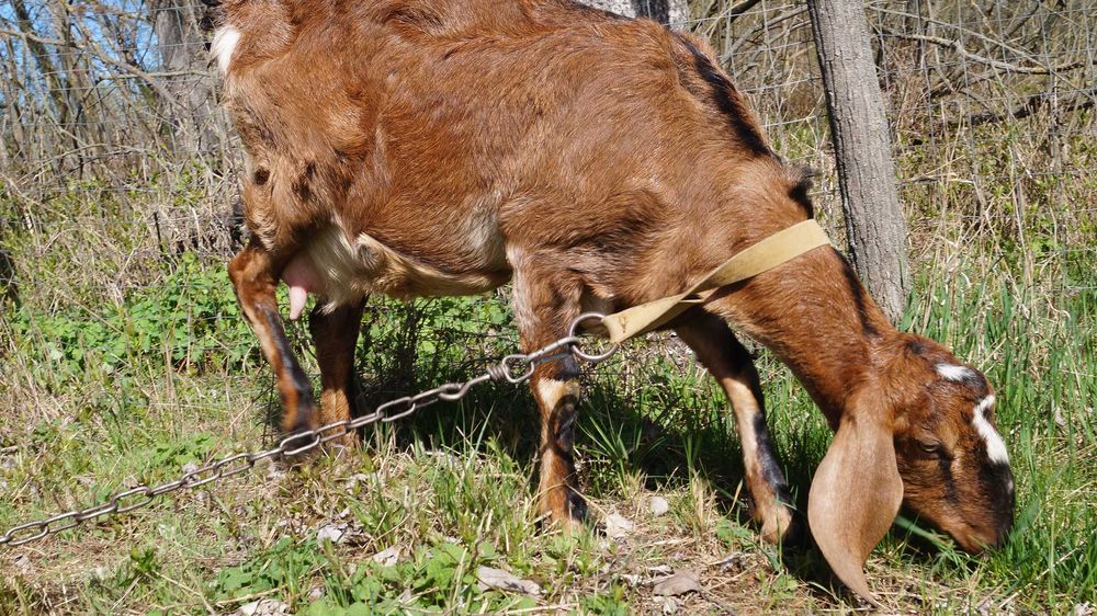 козлята нубійські