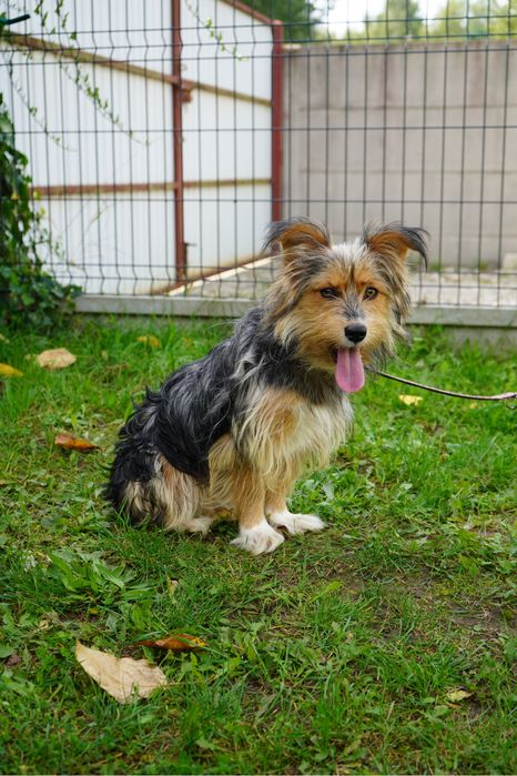 Przesliczna sunia szuka domu