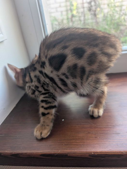 Котята бенгальські