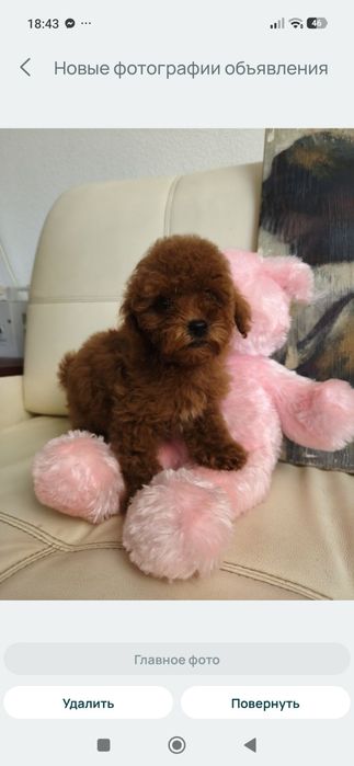 Пудель мини мальчик пудель той пудель КСУ