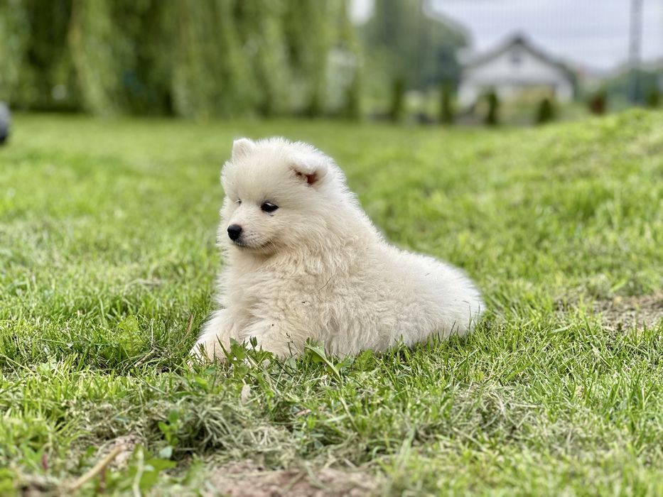 Juz do odbioru! Szczeniak Samoyed