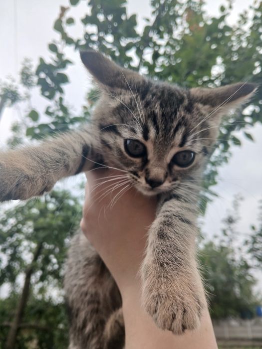 Віддам кошеня в добрі руки