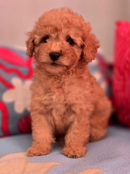 Suczka mini goldendoodle