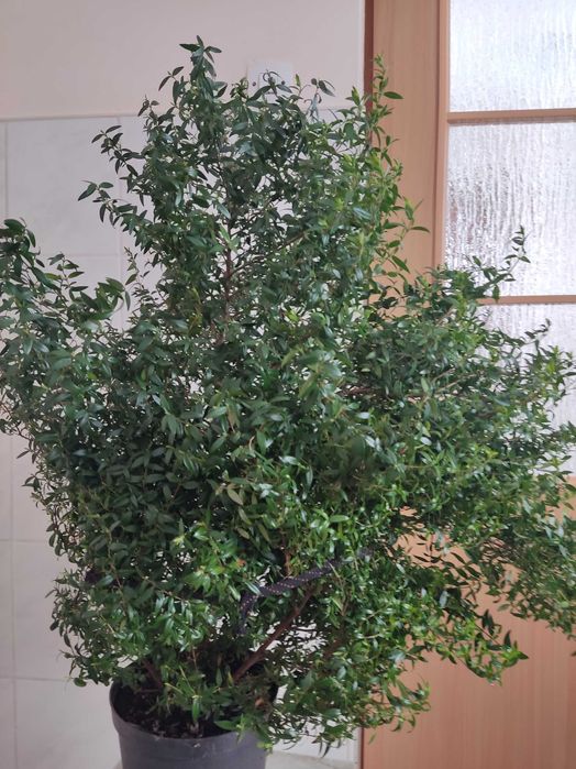 Sadzonki mirtu drzewka