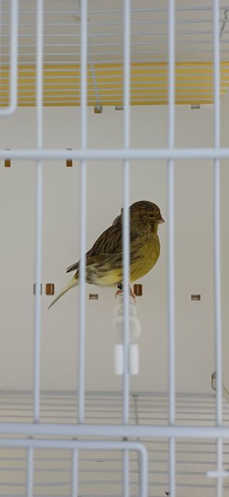 Kanarki Gloster samica nr 13, 17