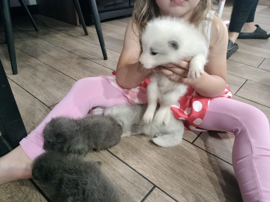 Lisy polarne białe i niebieskie