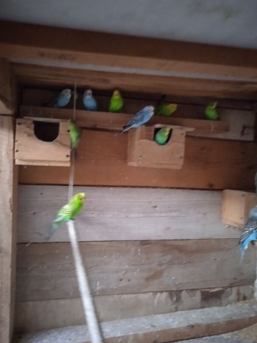 Vendo periquitos várias cores