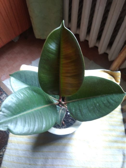 Продам 2 вазона фикус 300грн шт