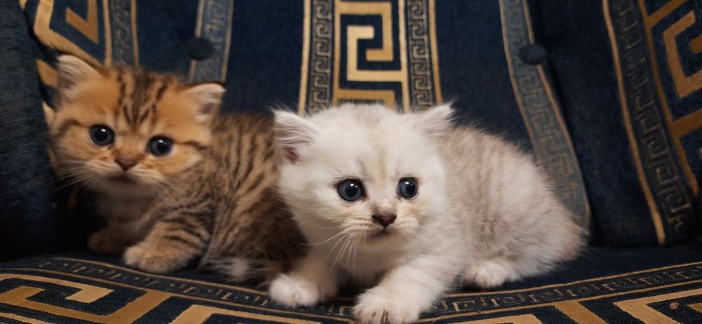 Шотландские прямоухие котята скотиш страйт