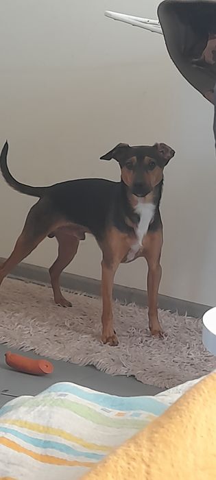 Oddam pieska w dobre ręce