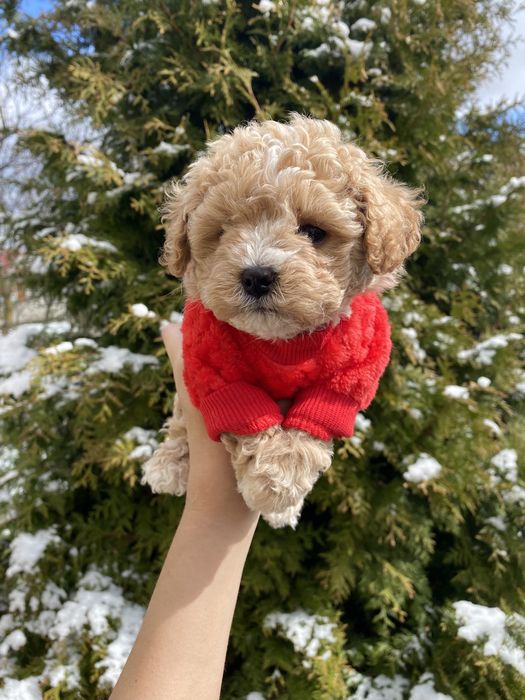 Міні карамельки мальтипу