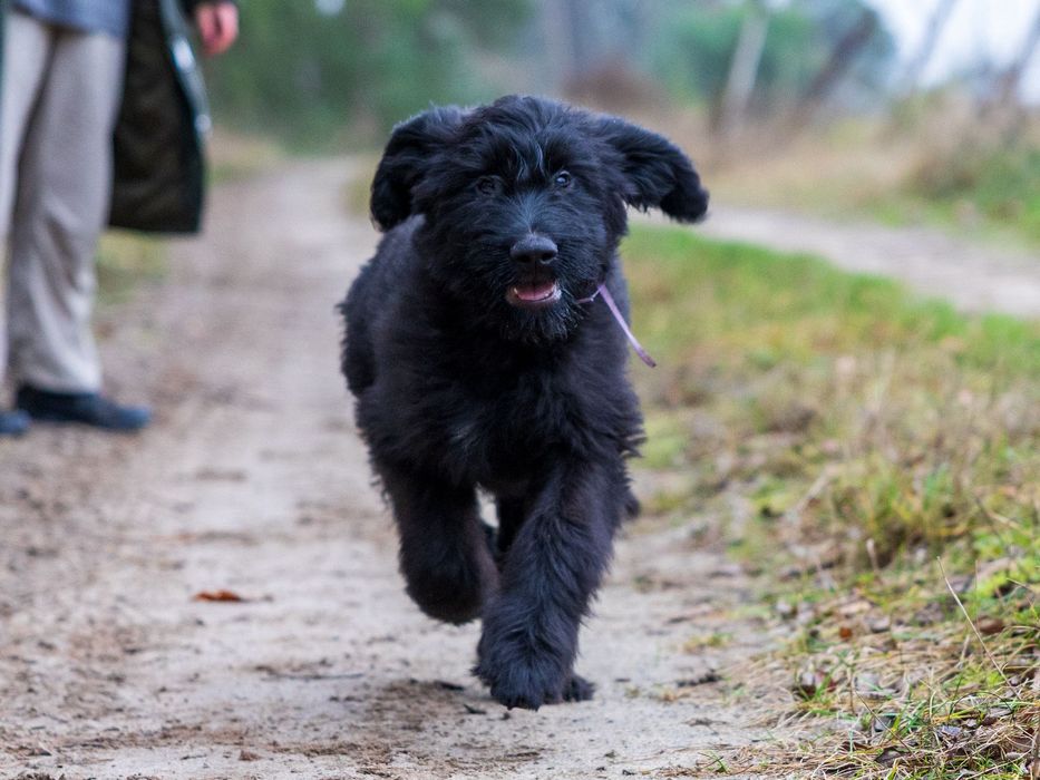 Owczarek francuski briard z Hodowli Roku 2025! czarny piesek
