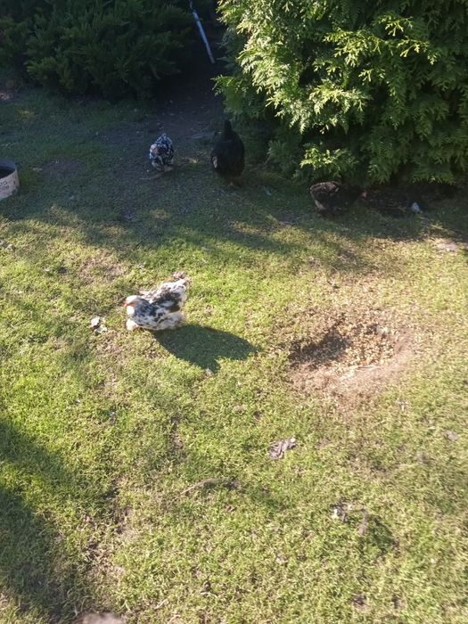 sprzedam kaczki biegusy i kury kochinki miniaturowe perliczki