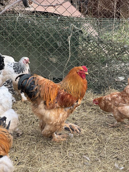 Півень та Курочки Брама